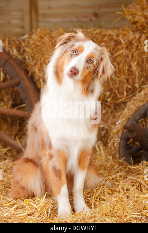 Australian Shepherd, Rüde, Red-Merle | Australian Shepherd, Ruede, Red-merle Stockfoto