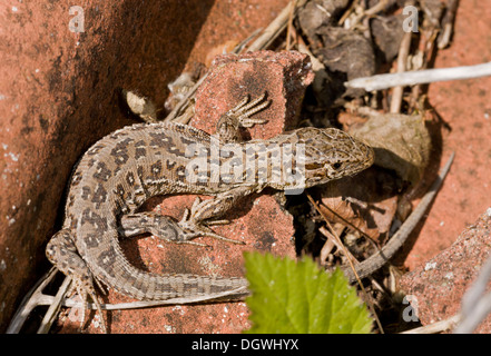 Weibliche Sand Eidechse, Lacerta Agilis sonnen sich auf alten Fliesen bei höheren Hyde, Dorset. Stockfoto