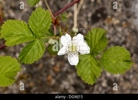 Kratzbeere, Rubus Caesius in Blüte. Stockfoto