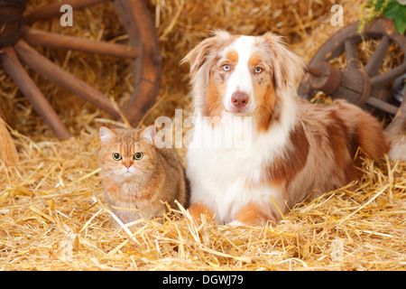 British Kurzhaarkatze, weiblich und Australian Shepherd, Rüde, Red-merle Stockfoto