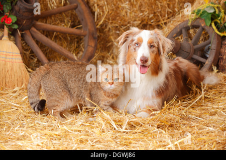 British Kurzhaarkatze, weiblich und Australian Shepherd, Rüde, Red-merle Stockfoto