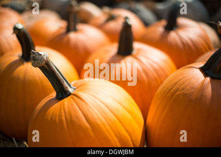 VEREINIGTE STAATEN – mehrere reife orangefarbene Kürbisse stehen nebeneinander an einem Marktstand, bereit für das Schnitzen in Jack-o'-Laternen für Halloween-Feiern. Die pulsierenden Kürbisse zeigen die Herbsternte und saisonale Traditionen. Stockfoto