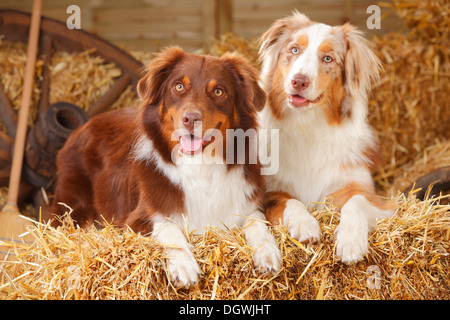 Australian Shepherd, Rüden, Red-Tri und Red-Merle | Australian Shepherd, Rüden, Red-Tri und Red merle Stockfoto