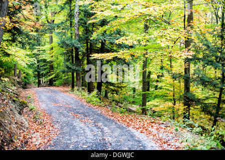 Herbstlaub Skaneateles New York | SKANEATELES, New York, Vereinigte Staaten — Eine mit Blättern übersäte Schotterstraße windet sich durch einen Laubwald in der Nähe des Skaneateles-Sees, ihr Kronendach ist noch größtenteils grün mit frühen gelben Streifen, die den Beginn des Herbstübergangs markieren. Die gemischten Wälder der Finger Lakes-Region aus Ahorn, Buche und Hemlock produzieren einen allmählichen, wochenlangen Farbwechsel und nicht einen einzigen Höhepunkt. Stockfoto