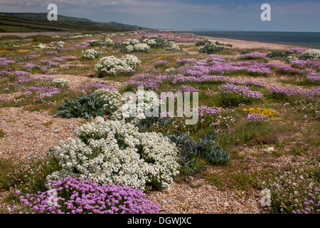 Seekohl und Sparsamkeit am Cogden Strand - Teil der Chesil Beach Schindel Bank - mit spektakulären Küsten Frühlingsblumen, Dorset Stockfoto