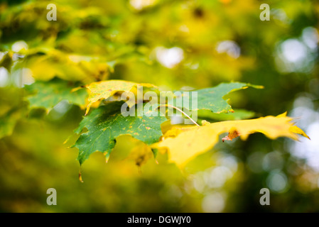 SKANEATELES, New York, USA – die leuchtenden Herbstfarben des Upstate New York in der Nähe von Skaneateles schaffen einen atemberaubenden Teppich aus roten, orangen und gelben Blättern. Diese malerische Landschaft vor der ruhigen Kulisse des Skaneateles Lake verkörpert die Schönheit des Herbstes in der Region Finger Lakes. Die Gegend ist bekannt für ihre malerischen Fahrten, Outdoor-Aktivitäten und atemberaubende Ausblicke. Stockfoto