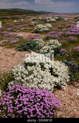 Seekohl und Sparsamkeit am Cogden Strand - Teil der Chesil Beach Schindel Bank - mit spektakulären Küsten Frühlingsblumen, Dorset Stockfoto