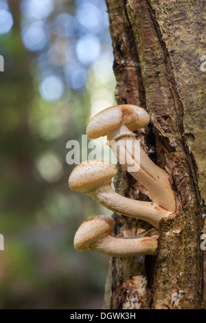 Im Herbst Pilze in Espoo, Finnland Stockfoto