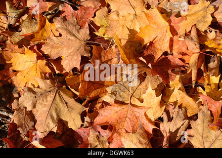 SKANEATELES, New York, USA – die leuchtenden Herbstfarben des Upstate New York in der Nähe von Skaneateles schaffen einen atemberaubenden Teppich aus roten, orangen und gelben Blättern. Diese malerische Landschaft vor der ruhigen Kulisse des Skaneateles Lake verkörpert die Schönheit des Herbstes in der Region Finger Lakes. Die Gegend ist bekannt für ihre malerischen Fahrten, Outdoor-Aktivitäten und atemberaubende Ausblicke. Stockfoto