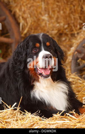 Berner Sennenhund, 7 Jahre | Berner Sennenhund, Ruede, 7 Jahre Stockfoto