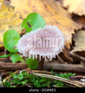 Im Herbst Pilze in Espoo, Finnland Stockfoto