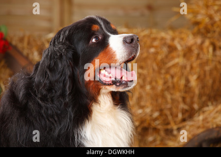 Berner Sennenhund, 7 Jahre | Berner Sennenhund, Ruede, 7 Jahre Stockfoto