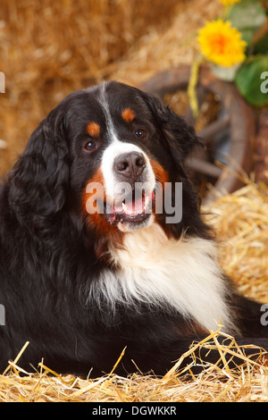 Berner Sennenhund, 7 Jahre | Berner Sennenhund, Ruede, 7 Jahre Stockfoto
