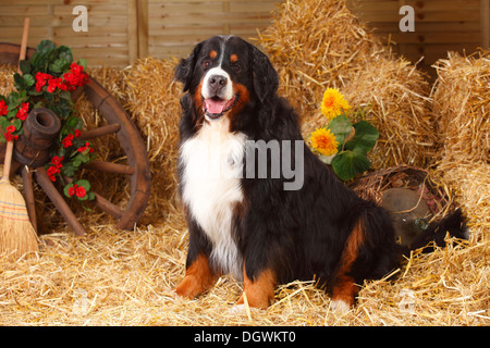 Berner Sennenhund, 7 Jahre | Berner Sennenhund, Ruede, 7 Jahre Stockfoto