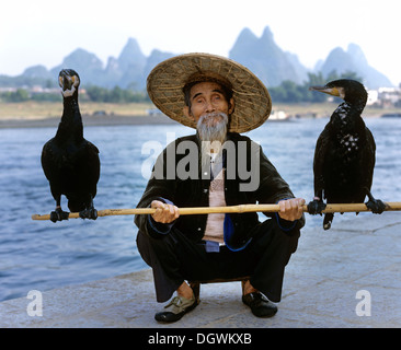 Kormoran Fischer mit Kormorane (Phalacrocorax Carbo) auf dem Fluss Li Jiang, Yangshuo, Guilin, Guangxi, China, Asien Stockfoto