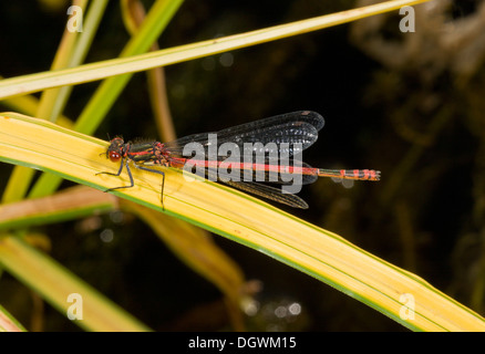 Männliche große Red Damselfly, Pyrrhosoma Nymphula von Gartenteich; Dorset. Stockfoto