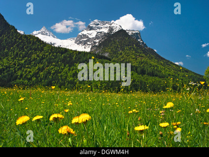 Wiese mit Löwenzahn vor Mt Reifhorn in der Nähe von Lofer, Lofer, Salzburger Land, Salzburger Land, Österreich Stockfoto