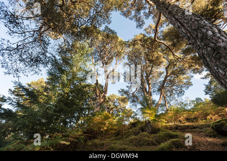 Website der piktische Burgberg am Craigmony in Inverness-Shire, Schottland Stockfoto