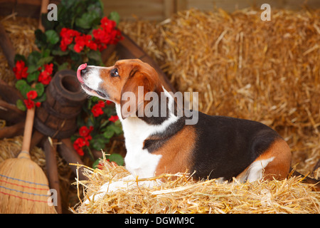 Beagle leckt seine Nase | Beagle, Ruede, Leckt Sich Die Nase Stockfoto