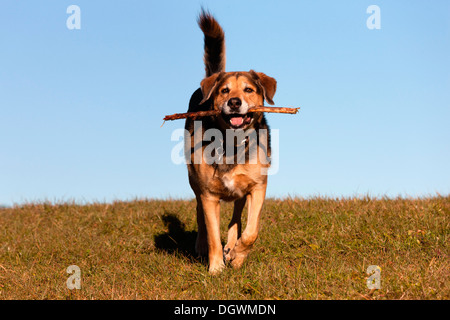 Mischling, Kreuzung zwischen Schäferhund und Berner Sennenhund, einen Stick abrufen Stockfoto