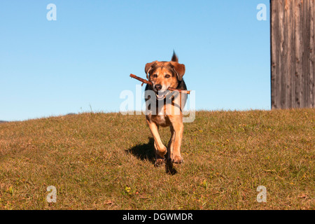 Mischling, Kreuzung zwischen Schäferhund und Berner Sennenhund, einen Stick abrufen Stockfoto