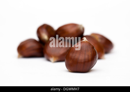 Castanea Sativa. Süße Kastanien isoliert auf einem weißen Hintergrund. Stockfoto