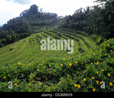 Reisfelder, terrassenförmigen Feldern und Kokospalmen, Ubud, Bali, Südostasien, Indonesien Stockfoto