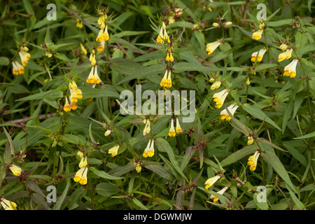 Kuh-Weichweizen, Melampyrum Pratense im Wald; einjährige semi-parasitären Pflanze. Stockfoto