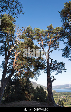 Website der piktische Burgberg am Craigmony in Inverness-Shire, Schottland Stockfoto