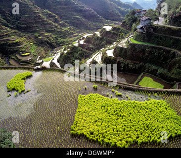 Reisterrassen von Banaue, auch bekannt als Musuan Peak, Banaue, Ifugao, Luzon, Philippinen Stockfoto