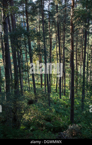 Website der piktische Burgberg am Craigmony in Inverness-Shire, Schottland Stockfoto