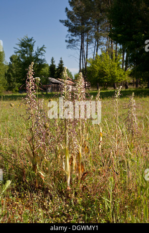 Eidechse Orchidee, Himantoglossum Hircinum in kalkhaltigen Trockenrasen, Dordogne, Frankreich. Stockfoto