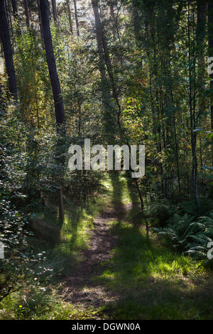 Website der piktische Burgberg am Craigmony in Inverness-Shire, Schottland Stockfoto