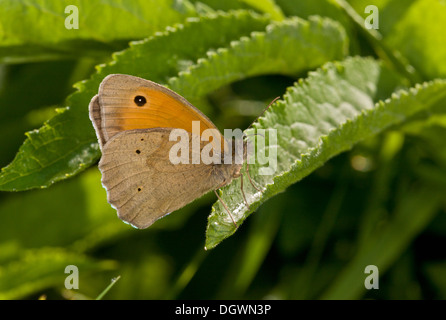 Wiese braun, thront Maniola Jurtina mit Flügel geschlossen. Stockfoto