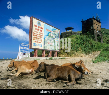 Kühe vor ein Zeichen auf dem National Highway 1, Fort am Wolkenpass, Hai Van Pass, Da Nang, Hai Van Pass, Zentralvietnam, Vietnam Stockfoto