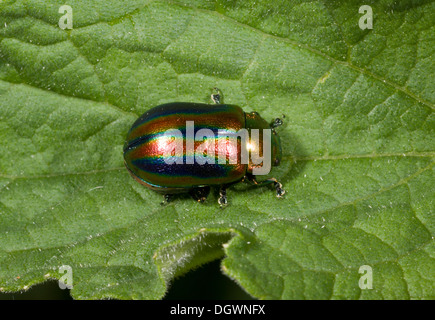 Regenbogen Getreidehähnchen / Snowdon Käfer, Chrysolina Cerealis - eine schöne gestreifte Getreidehähnchen, sehr selten in Großbritannien. Stockfoto