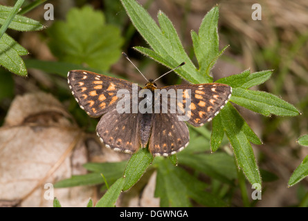 Männlich-Herzog von Burgund Fritillary, Hamearis Lucina, Schmetterling. Stockfoto