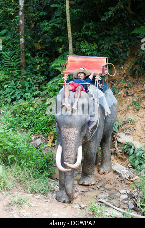 Elefantsafari, Thai Mann eingeschlafen, Mahout, schlafen auf dem Kopf eines Elefanten, gewinnen Sie Elefanten reiten, Beim Kao Sok Nationalpark Stockfoto