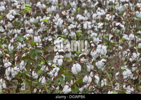 Baumwollpflanzen zur Ernte bereit in einem Baumwollfeld im Süden der USA Stockfoto