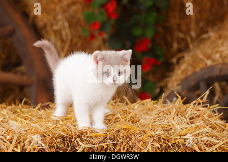British Kurzhaarkatze, Kätzchen, 10 Wochen, lila-weiß-Harlekin Stockfoto