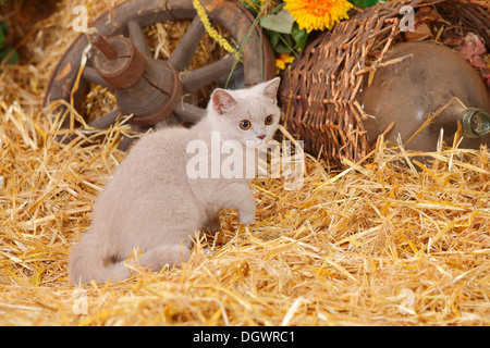 British Kurzhaarkatze, Kätzchen, 4 Monate, lila | Britischen Kurzhaarkatze, Kaetzchen, 4 Monate, lila Stockfoto