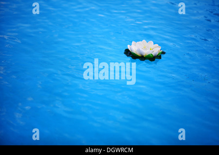 Eine künstliche Seerose auf dem blauen Wasser schwimmt Stockfoto
