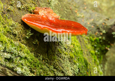 Beef Steak Pilz Fistulina hepatica Stockfoto