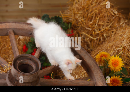 Neva Masquarade Kätzchen, 4 Monate, daraufhin | Neva Masquarade, Kaetzchen, 4 Monate, Wagenrad Stockfoto