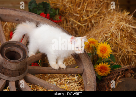 Neva Masquarade Kätzchen, 4 Monate, daraufhin | Neva Masquarade, Kaetzchen, 4 Monate, Wagenrad Stockfoto