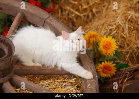 Neva Masquarade Kätzchen, 4 Monate, daraufhin | Neva Masquarade, Kaetzchen, 4 Monate, Wagenrad Stockfoto