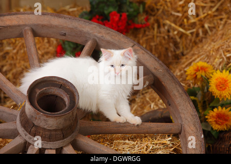 Neva Masquarade Kätzchen, 4 Monate, daraufhin | Neva Masquarade, Kaetzchen, 4 Monate, Wagenrad Stockfoto