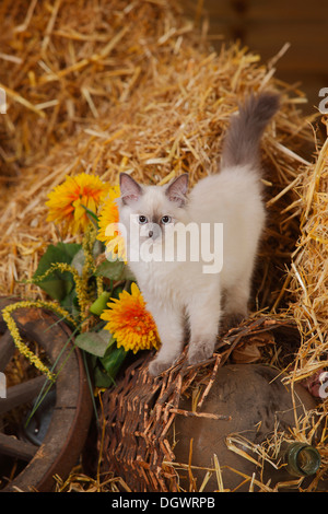 Neva Masquarade Kätzchen, 4 Monate | Neva Masquarade, Kaetzchen, 4 Monate Stockfoto