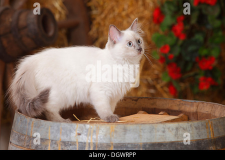 Neva Masquarade Kätzchen, 4 Monate | Neva Masquarade, Kaetzchen, 4 Monate Stockfoto