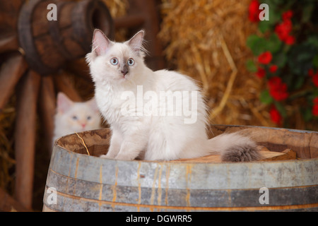 Neva Masquarade Kätzchen, 4 Monate | Neva Masquarade, Kaetzchen, 4 Monate Stockfoto